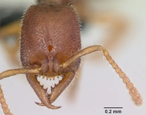 Stigmatomma sakalava specimen