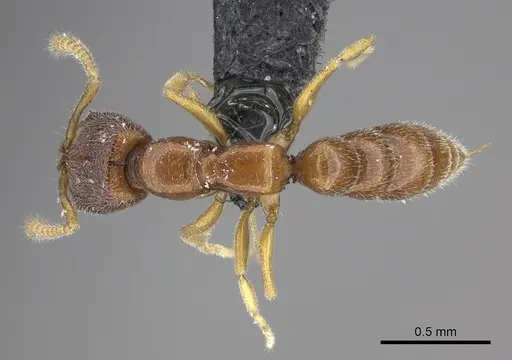 Stigmatomma santschii specimen