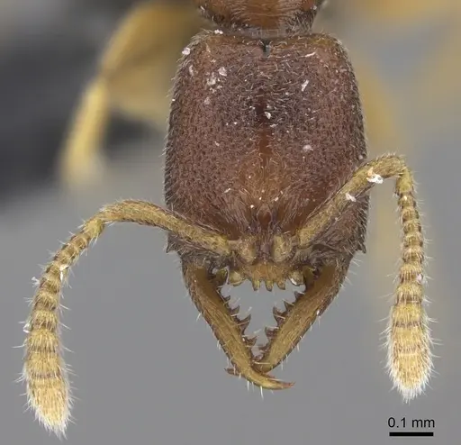 Stigmatomma santschii specimen