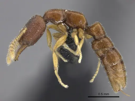 Stigmatomma santschii specimen