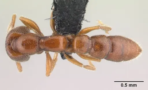 Stigmatomma santschii - CASENT0095448