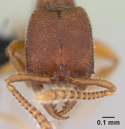 Stigmatomma santschii - CASENT0095448
