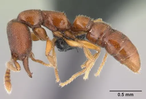 Stigmatomma santschii - CASENT0095448