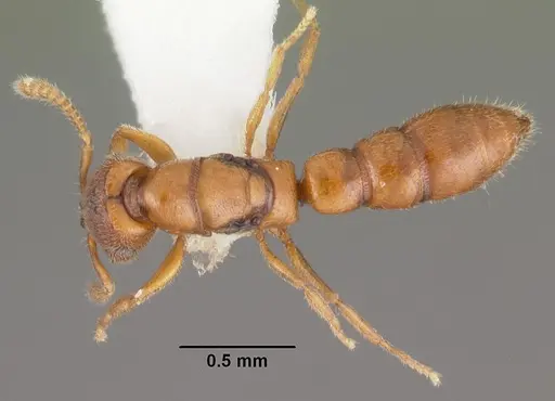 Stigmatomma santschii - CASENT0102206