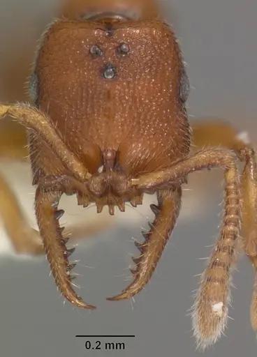 Stigmatomma santschii - CASENT0102206