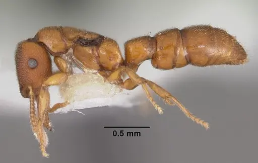 Stigmatomma santschii - CASENT0102206