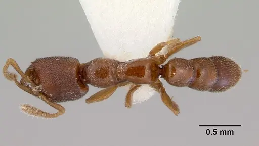 Stigmatomma santschii - CASENT0172229