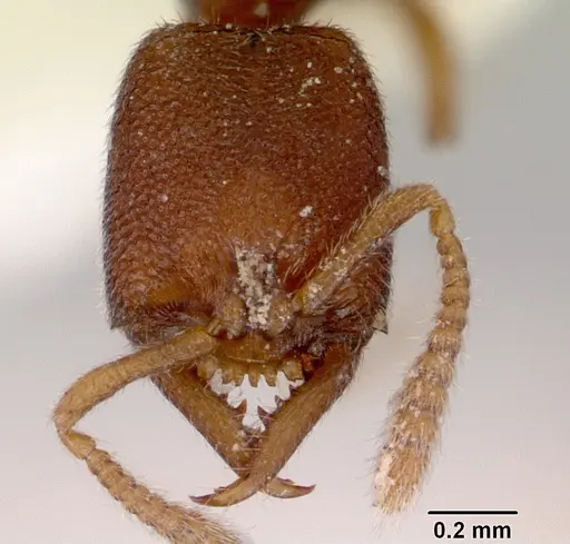 Stigmatomma santschii - CASENT0172229