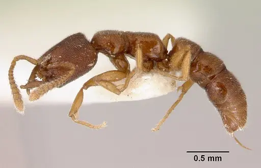 Stigmatomma santschii - CASENT0172229