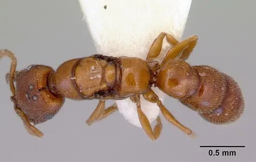 Stigmatomma santschii - CASENT0172230