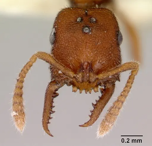 Stigmatomma santschii - CASENT0172230