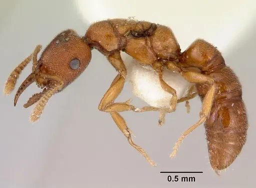 Stigmatomma santschii - CASENT0172230