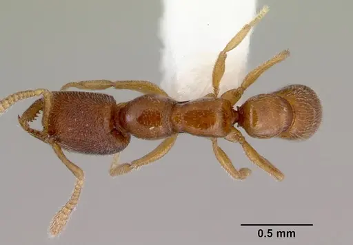 Stigmatomma santschii - CASENT0172231