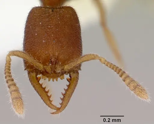 Stigmatomma santschii - CASENT0172231