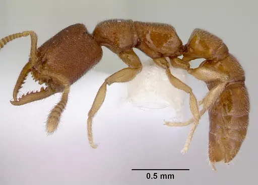 Stigmatomma santschii - CASENT0172231