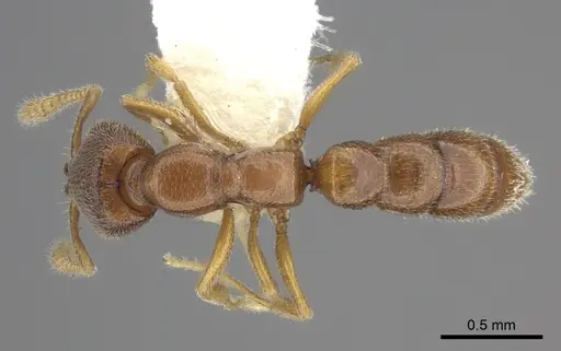 Stigmatomma santschii - CASENT0260453