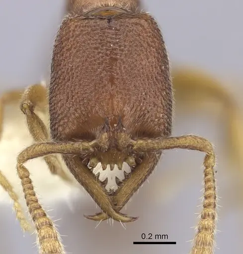 Stigmatomma santschii - CASENT0260453