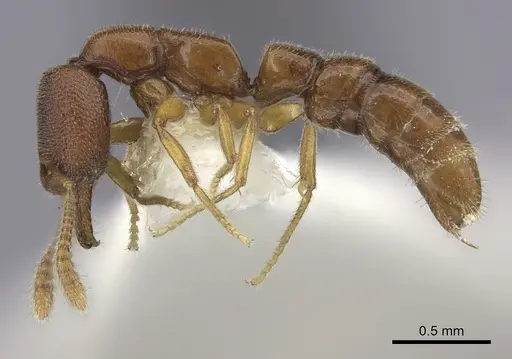 Stigmatomma santschii - CASENT0260453