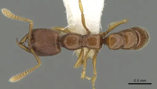 Stigmatomma santschii - CASENT0280651