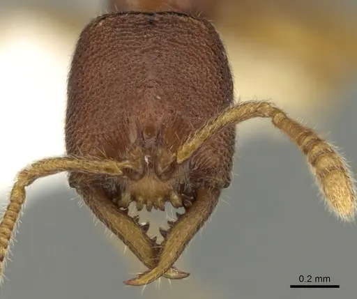 Stigmatomma santschii - CASENT0280651