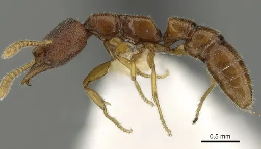 Stigmatomma santschii - CASENT0280651