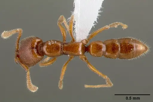 Stigmatomma santschii - CASENT0408408