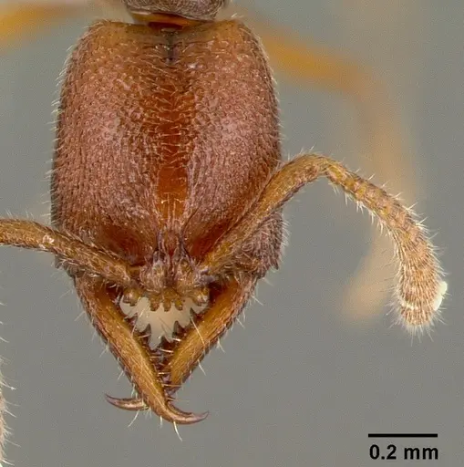 Stigmatomma santschii - CASENT0408408