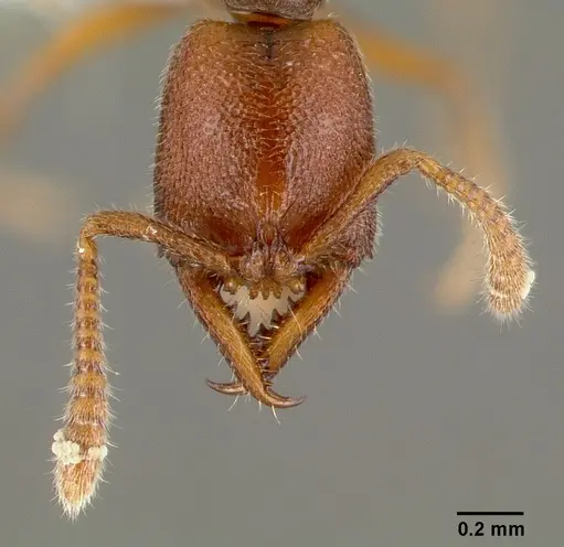 Stigmatomma santschii - CASENT0408408
