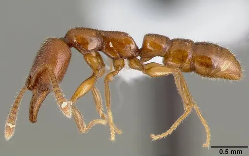 Stigmatomma santschii - CASENT0408408