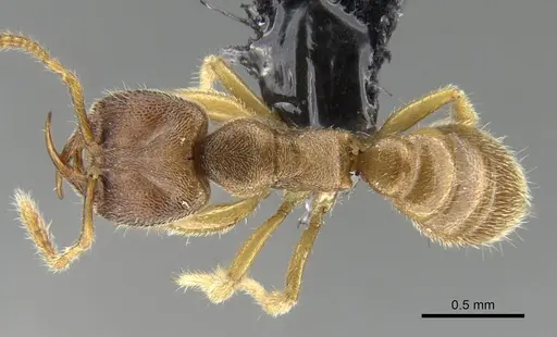 Stigmatomma scrobiceps specimen