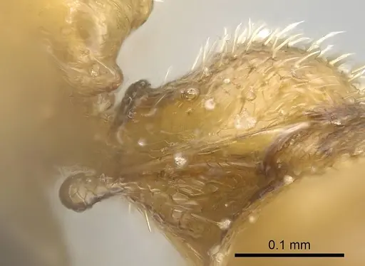 Stigmatomma scrobiceps specimen