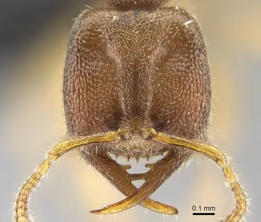 Stigmatomma scrobiceps specimen