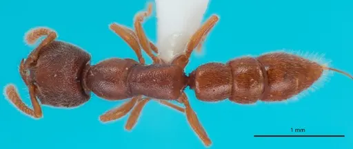 Stigmatomma silvestrii specimen