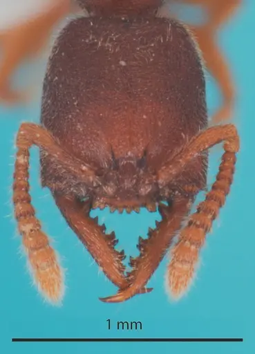 Stigmatomma silvestrii specimen