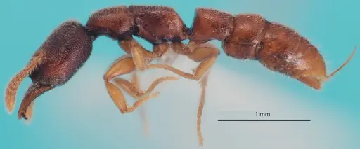 Stigmatomma silvestrii specimen