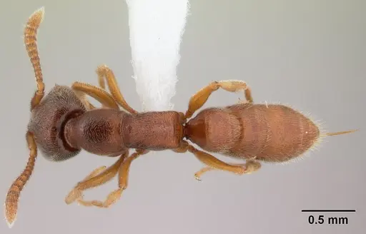 Stigmatomma silvestrii - CASENT0000049