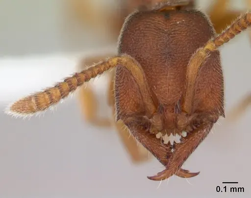 Stigmatomma silvestrii - CASENT0000049