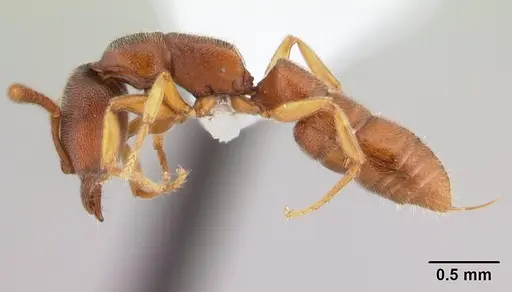 Stigmatomma silvestrii - CASENT0000049