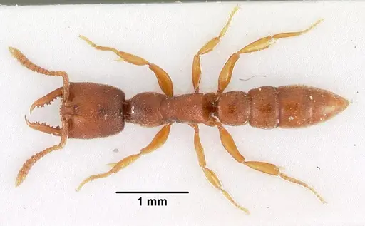 Stigmatomma silvestrii - CASENT0102204