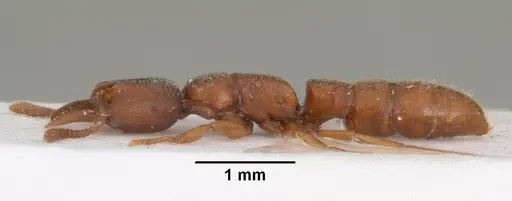 Stigmatomma silvestrii - CASENT0102204