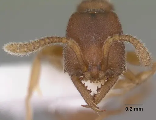 Stigmatomma silvestrii - CASENT0102479