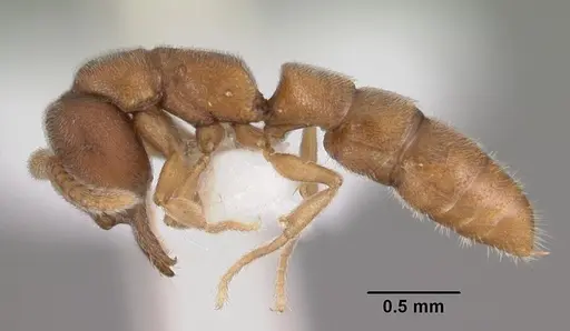 Stigmatomma silvestrii - CASENT0102479