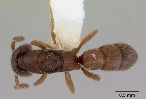 Stigmatomma silvestrii - CASENT0172225