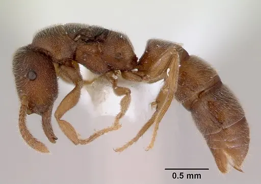 Stigmatomma silvestrii - CASENT0172225