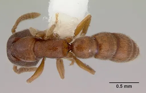 Stigmatomma silvestrii - CASENT0172226