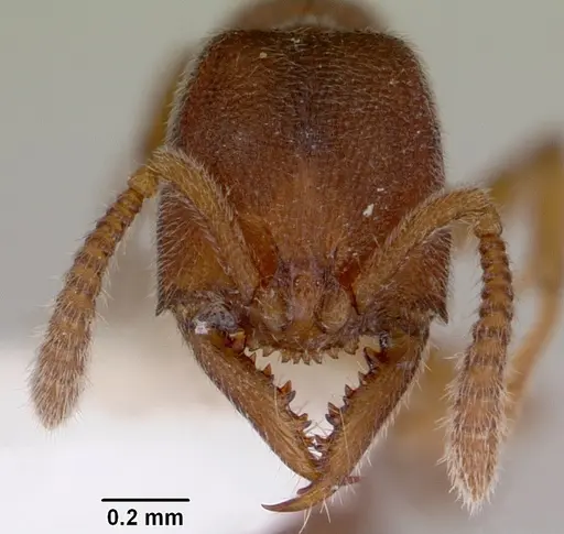 Stigmatomma silvestrii - CASENT0172226