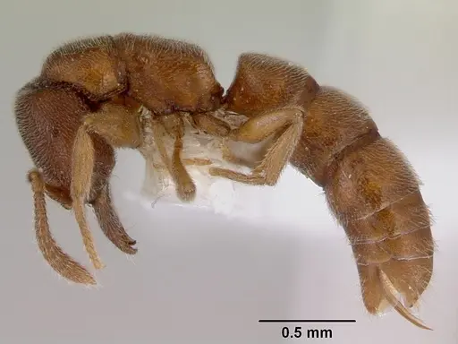 Stigmatomma silvestrii - CASENT0172226