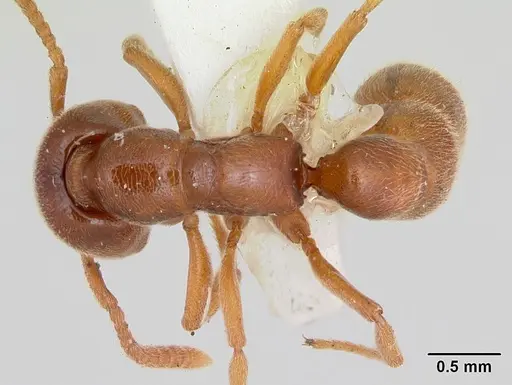 Stigmatomma trigonignathum specimen