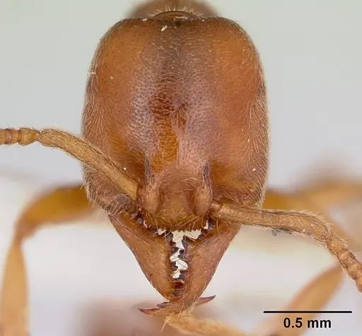 Stigmatomma trigonignathum specimen