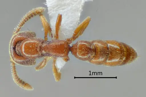 Stigmatomma trilobum specimen
